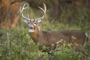 Montana Elk Scout Package
