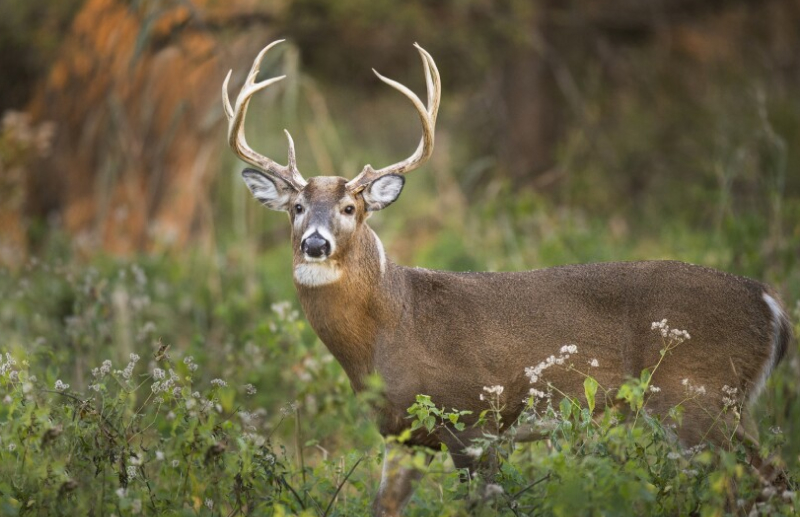 Gig Game Hunting Kit